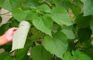 Ramie – a Natural Almost-Black Food Dye and a Textile – The Fruit Forest